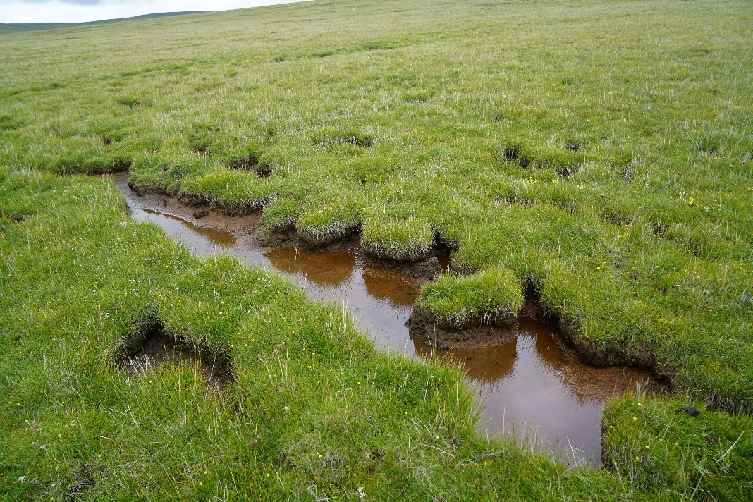 Wetland landscape of permanent freshwater marshes